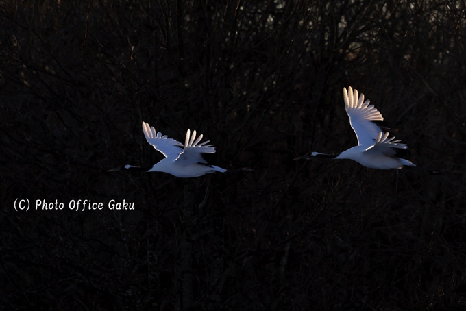 photography Gaku Tozuka